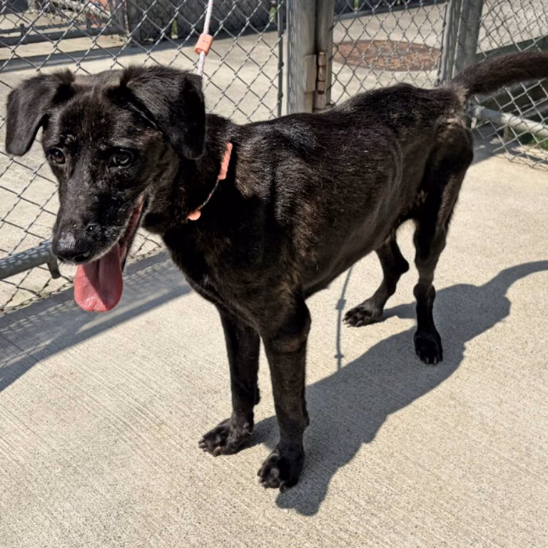Black young female mixed-breed dog, Medium, shelter no. …2001