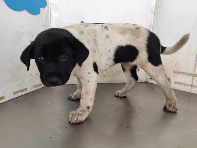 Patched adult female mixed-breed dog, Medium, shelter no. …3010