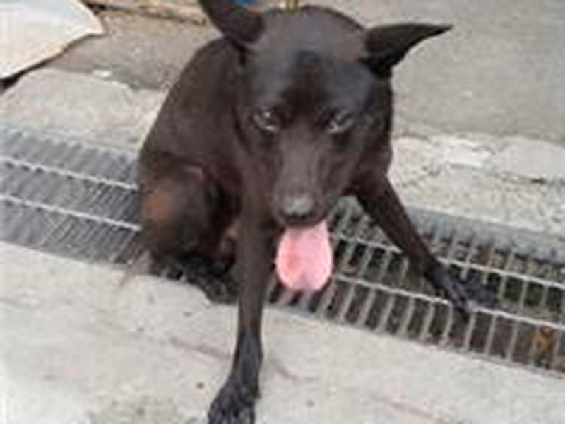 Black adult male mixed-breed dog, Medium, shelter no. …6002