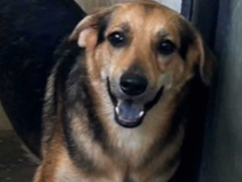 Black-and-tan adult female mixed-breed dog, Medium, shelter no. …0038