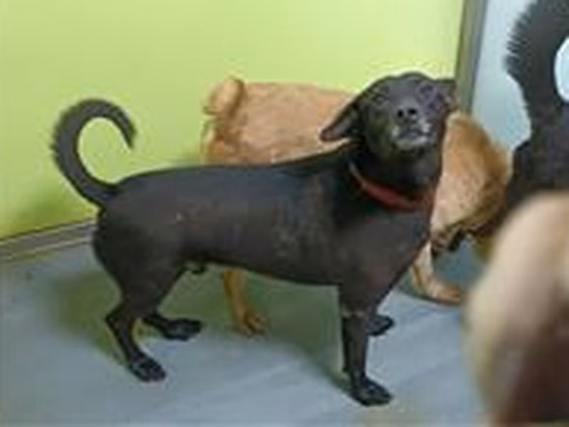 Black young male mixed-breed dog, Medium, shelter no. …2106
