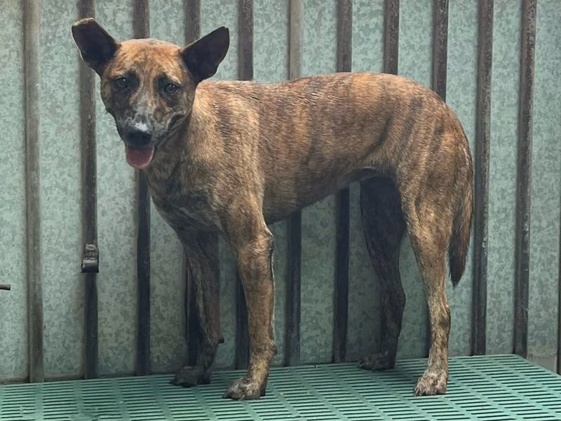 Tabby adult female mixed-breed dog, Medium, shelter no. …1005