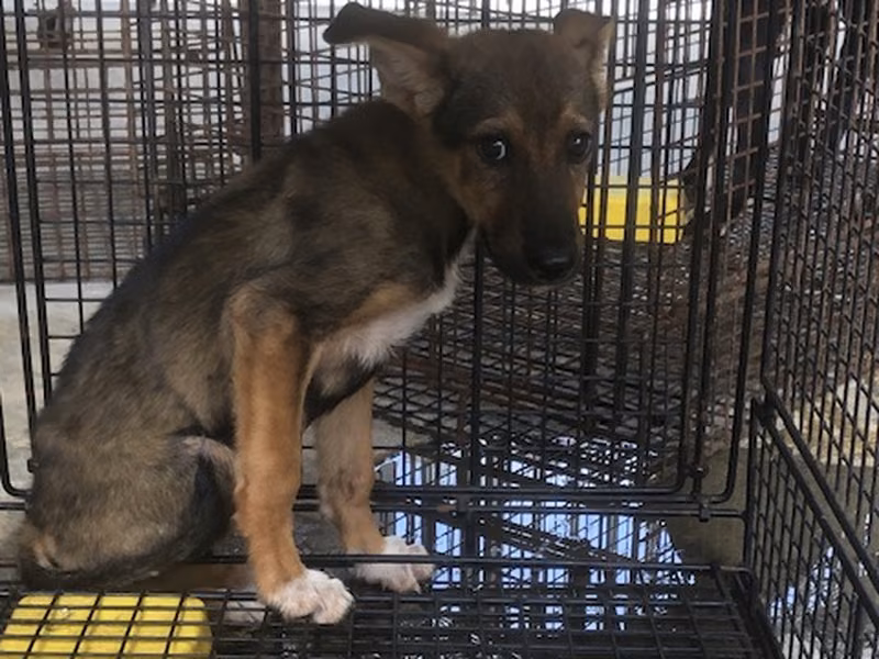 Black-and-tan young male mixed-breed dog, Medium, shelter no. …2031