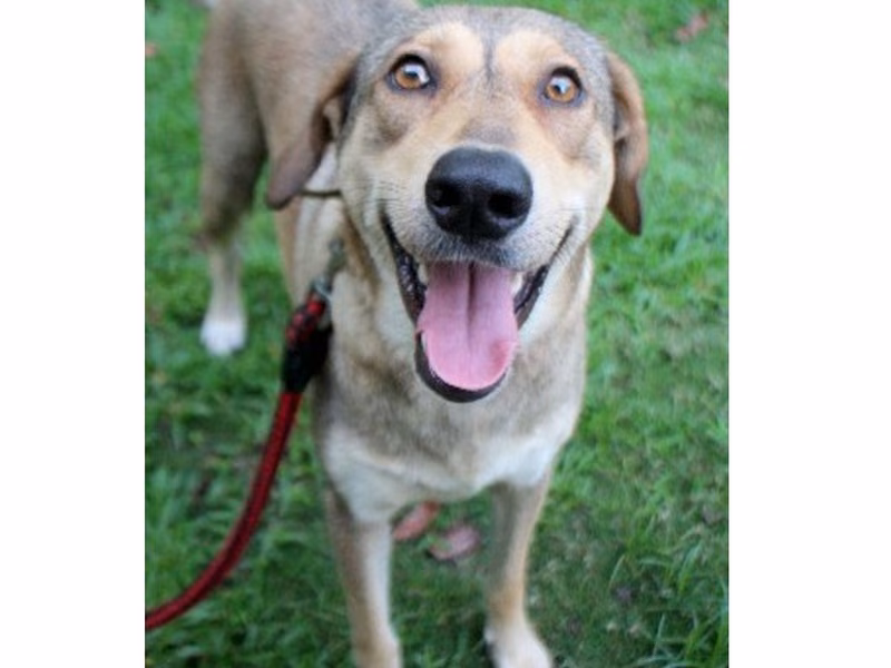 Tan adult female mixed-breed dog, Large, shelter no. …6005