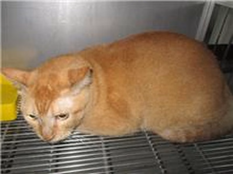 Orange adult male mixed-breed cat, Medium, shelter no. …5008