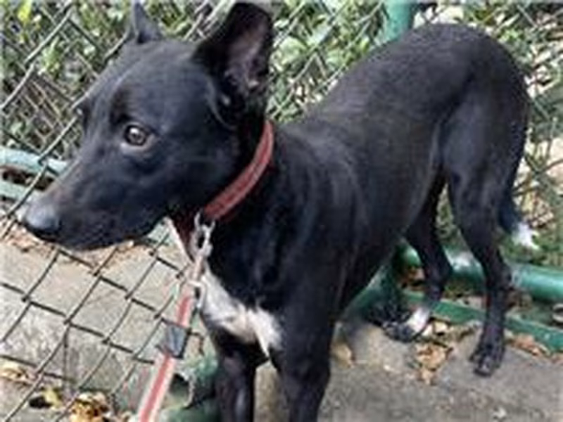 ミックス犬（オス・成犬・黒）、中型, 施設番号 …3002