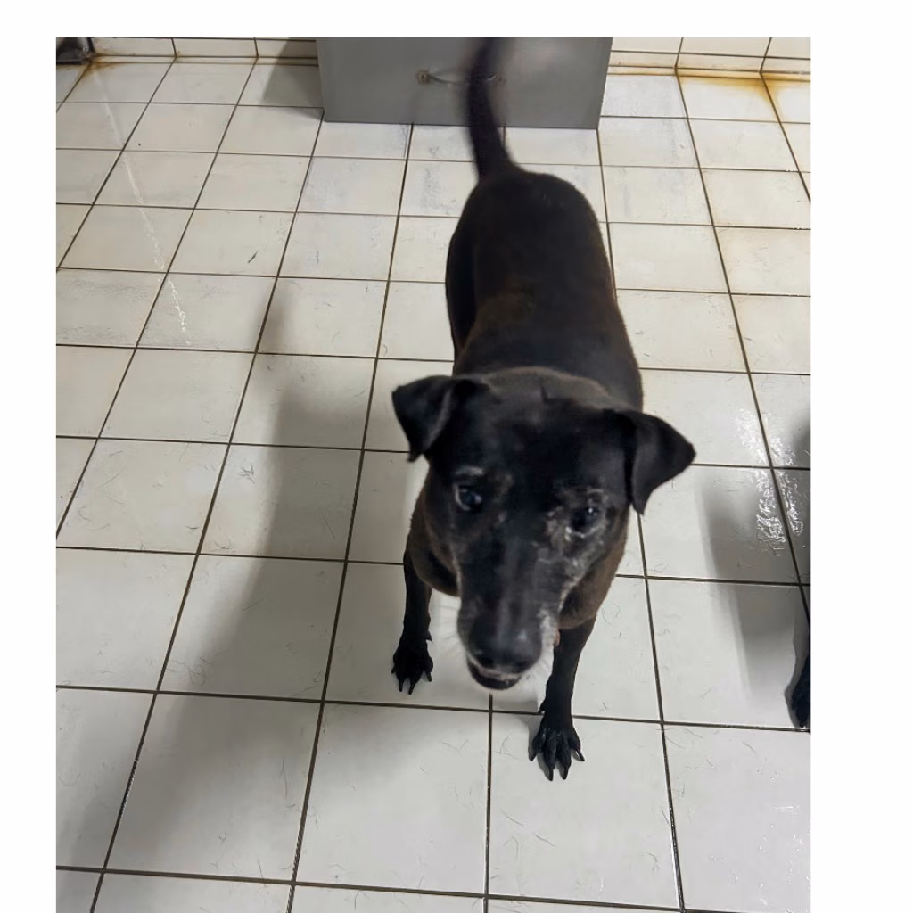 Black adult female mixed-breed dog, Small, shelter no. …2103