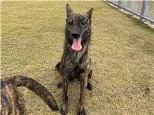 Tabby adult male mixed-breed dog, Small, shelter no. …0003