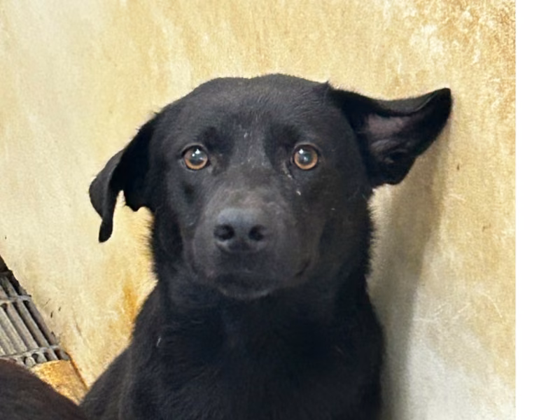 Black-and-white adult male mixed-breed dog, Large, shelter no. …4011