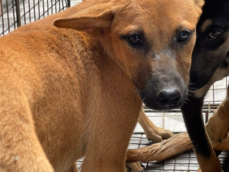 Brown adult female mixed-breed dog, Medium, shelter no. …6032