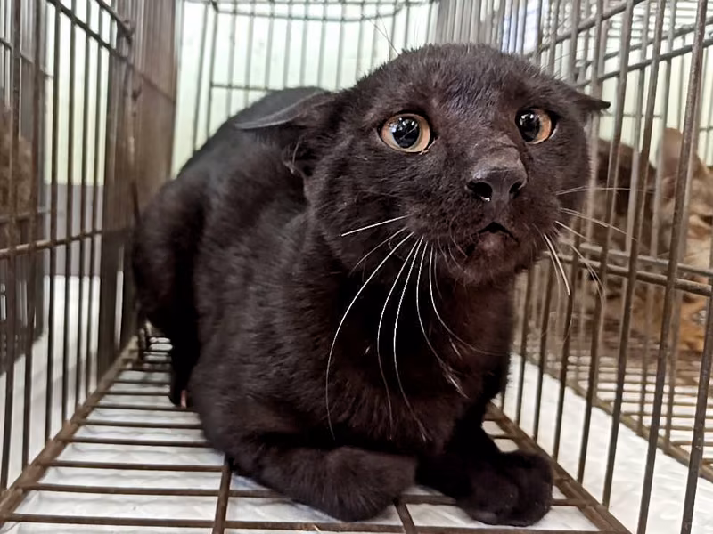 Black adult male mixed-breed cat, Small, shelter no. …0C03
