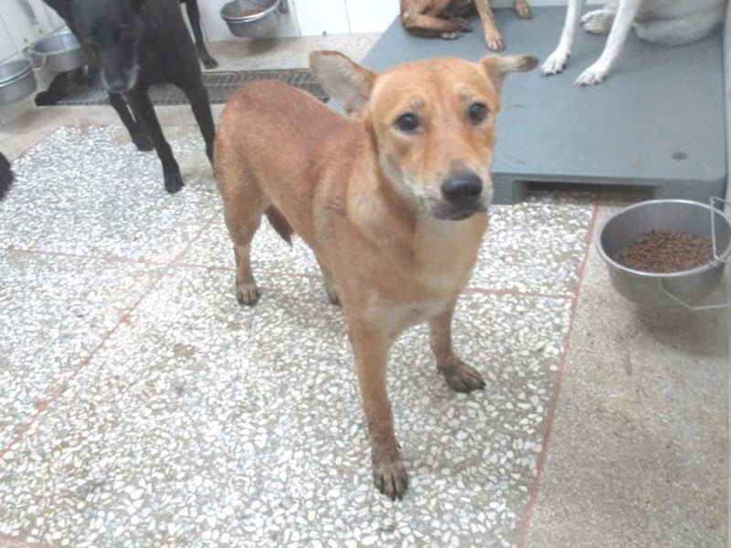Tan adult female mixed-breed dog, Large, shelter no. …7A25