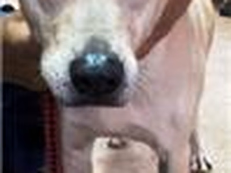 White adult male mixed-breed dog, Medium, shelter no. …0002