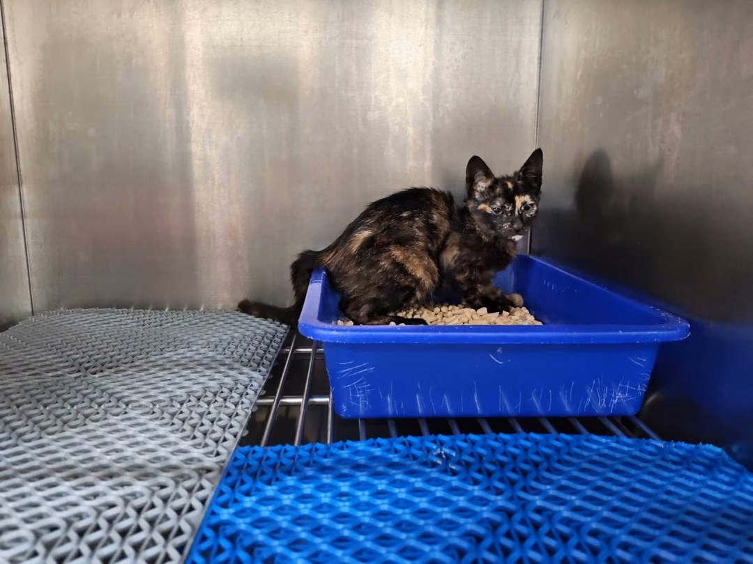 Young female mixed-breed cat, Small, shelter no. …5003