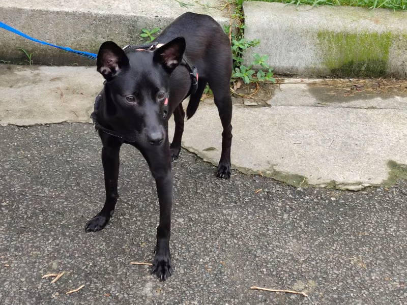 Black adult female mixed-breed dog, Medium, shelter no. …4001