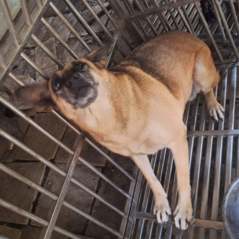 Tan adult female mixed-breed dog, Large, shelter no. …039D