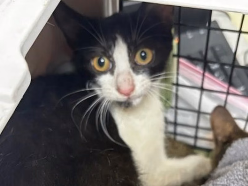 Orange-and-white young male mixed-breed cat, Medium, shelter no. …5004