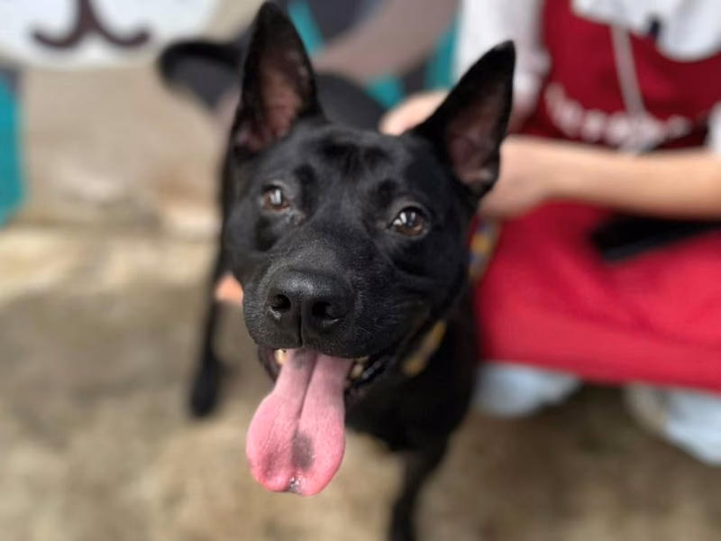 Black adult male mixed-breed dog, Medium, shelter no. …4002