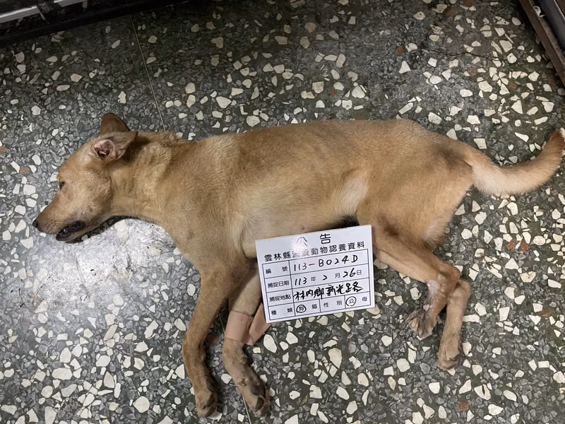 Tan adult male mixed-breed dog, Large, shelter no. …024D
