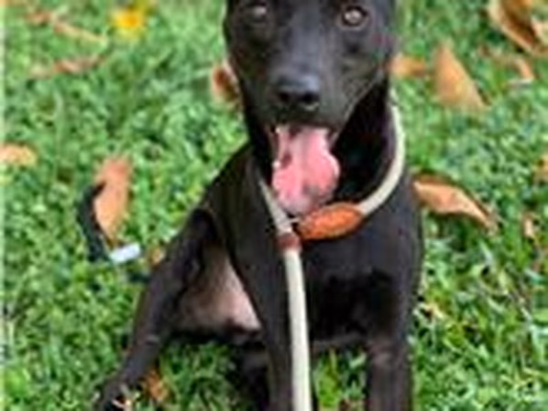 Black adult male mixed-breed dog, Medium, shelter no. …8002