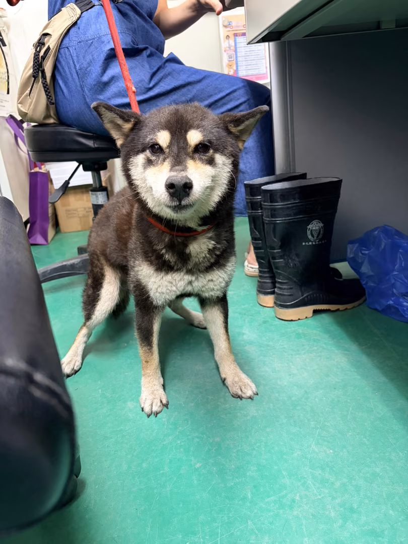 Black-and-white adult female Shiba Inu, Medium, shelter no. …1002