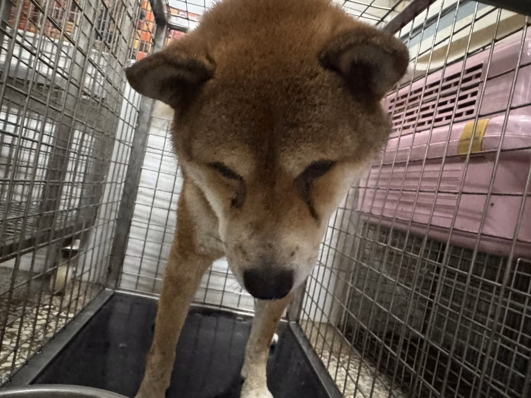 Tan adult male Shiba Inu, Medium, shelter no. …23W8