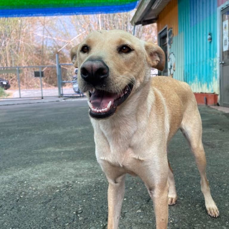 Tan adult female mixed-breed dog, Medium, shelter no. …0013