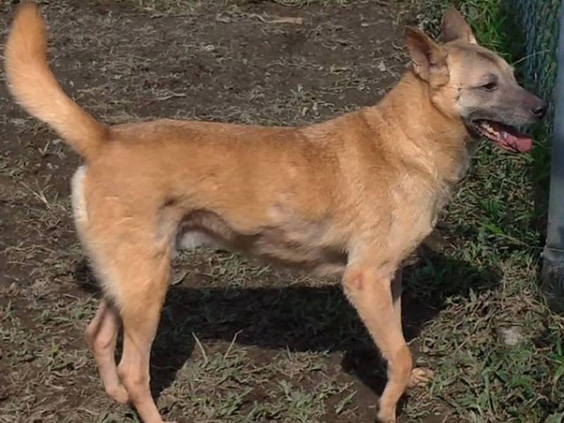 Tan adult female mixed-breed dog, Medium, shelter no. …2604