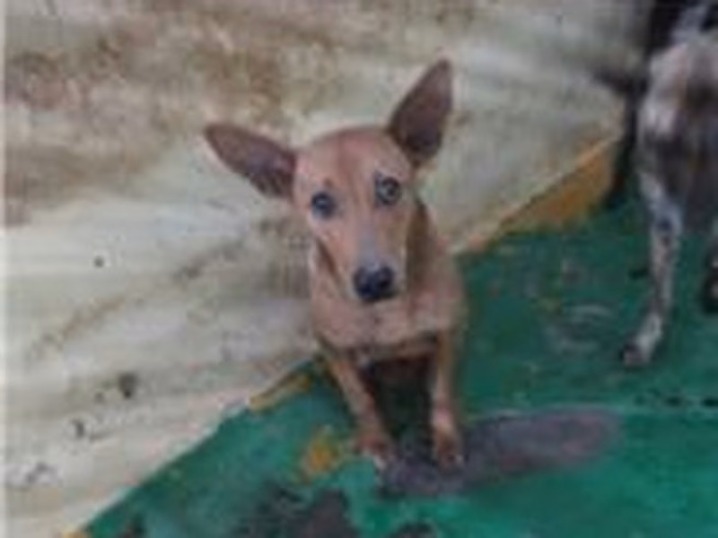 Tan female mixed-breed dog, Medium, shelter no. …9011