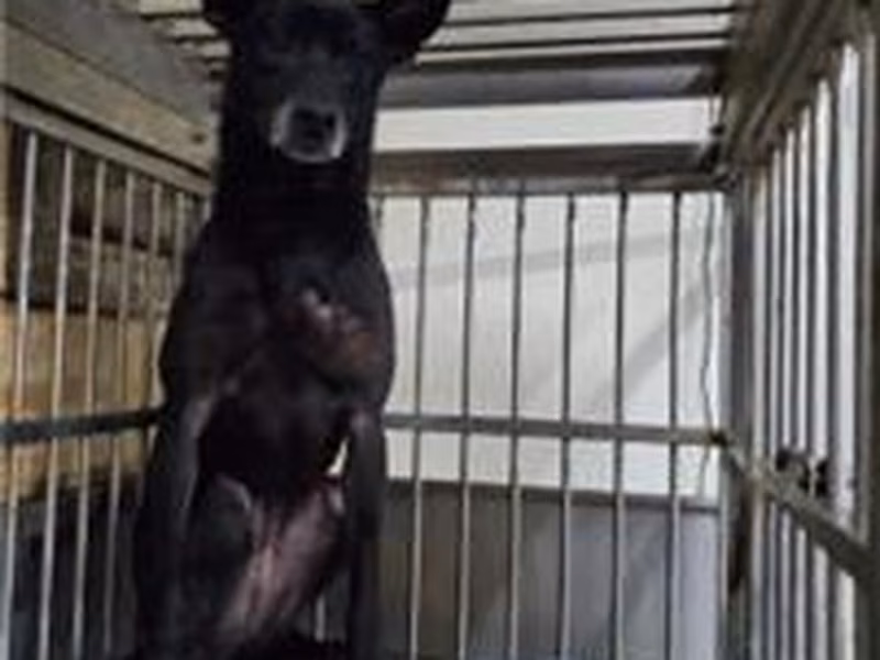 Black adult female mixed-breed dog, Medium, shelter no. …0002