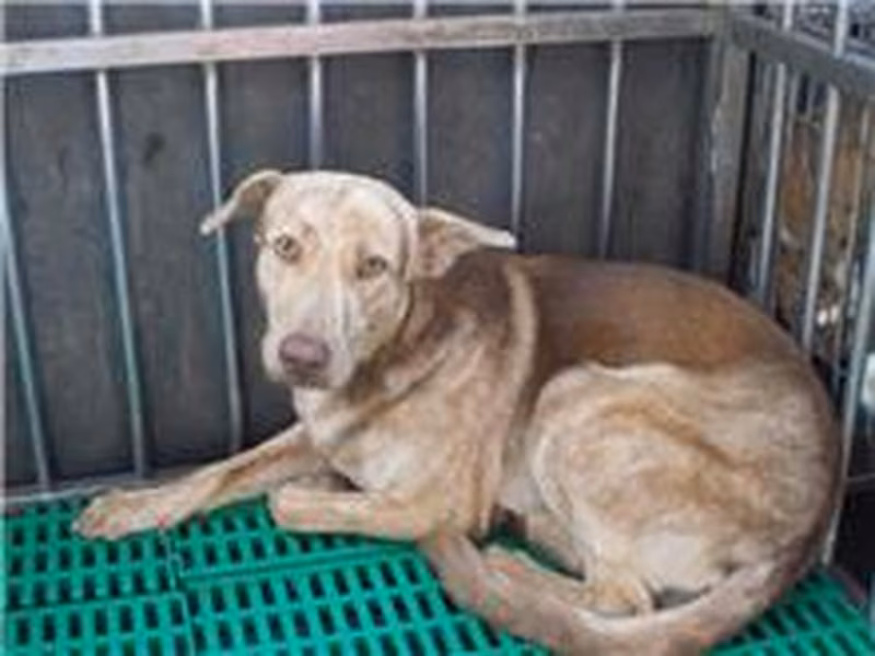 Brown-and-white adult male mixed-breed dog, Medium, shelter no. …7260