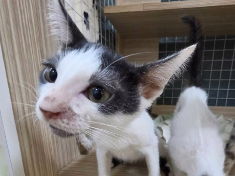 Black-and-white young male mixed-breed cat, Small, shelter no. …8-08