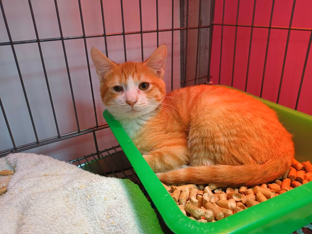 Orange-and-white young male mixed-breed cat, Small, shelter no. …0905