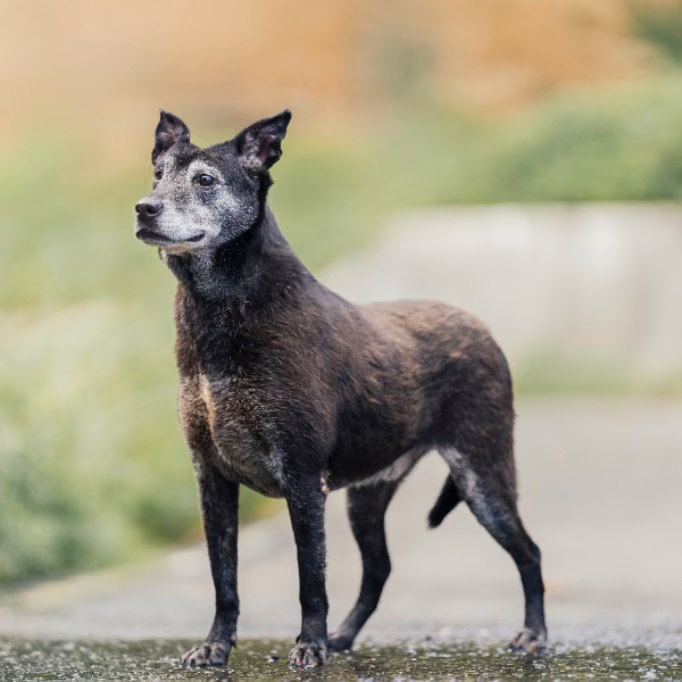 Black adult male mixed-breed dog, Medium, shelter no. …7001