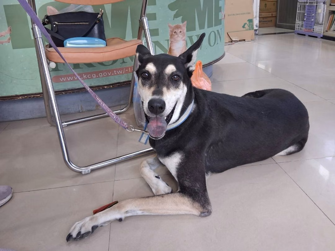 Black adult male mixed-breed dog, Large, shelter no. …30A6