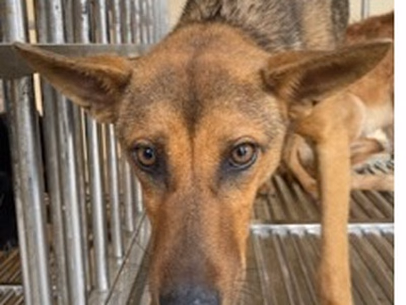 Black-and-tan adult male mixed-breed dog, Large, shelter no. …1029