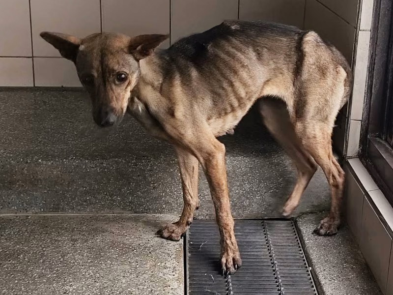 Tan adult female mixed-breed dog, Large, shelter no. …1103