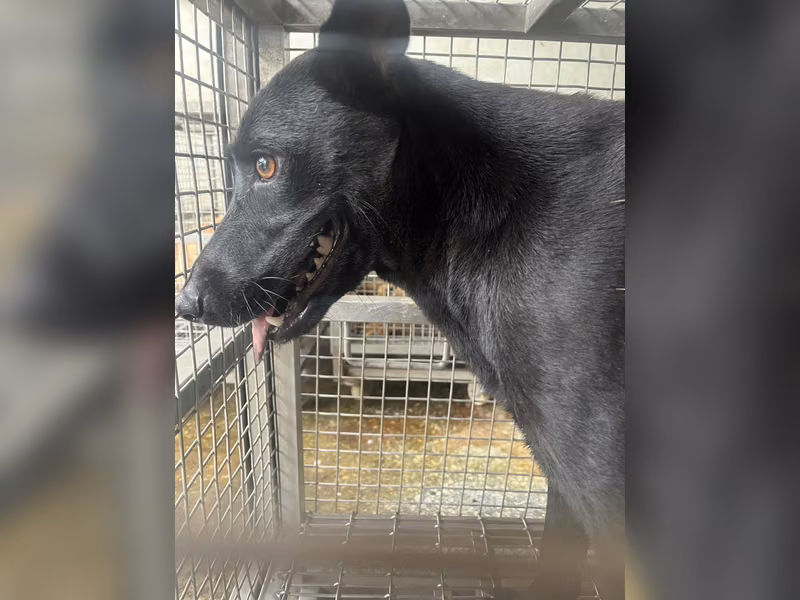 Black adult female mixed-breed dog, Medium, shelter no. …5-08