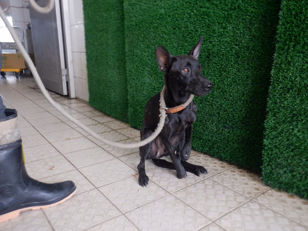 Black adult female mixed-breed dog, Medium, shelter no. …7847