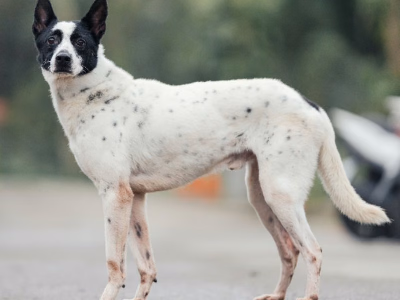 Black-and-white adult male mixed-breed dog, Medium, shelter no. …9003
