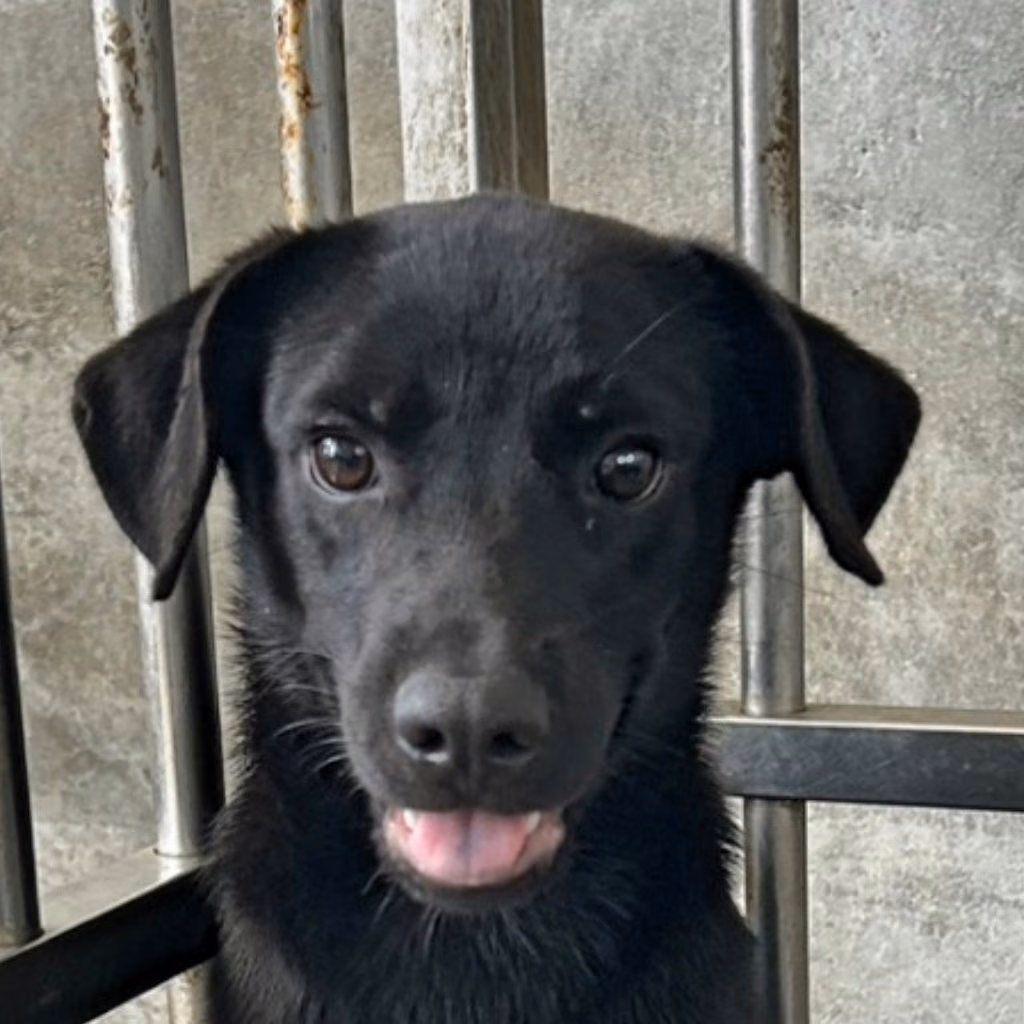 Black adult male mixed-breed dog, Medium, shelter no. …5009