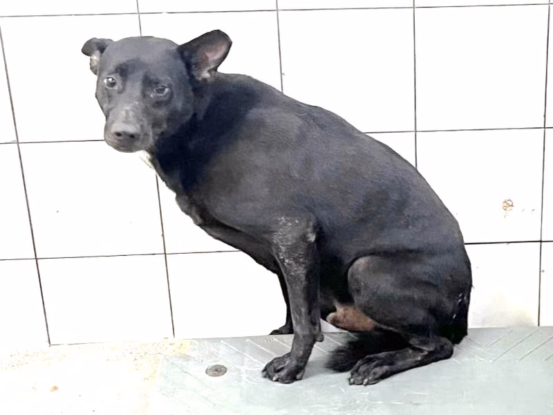 Black adult male mixed-breed dog, Large, shelter no. …24-1
