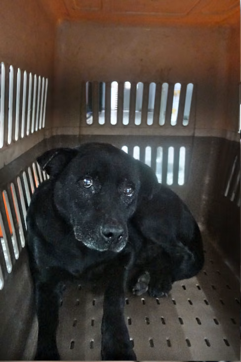 Black adult male mixed-breed dog, Large, shelter no. …0177
