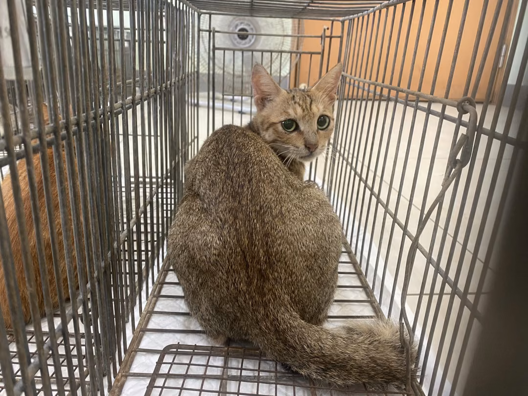 Adult female mixed-breed cat, Small, shelter no. …6C07