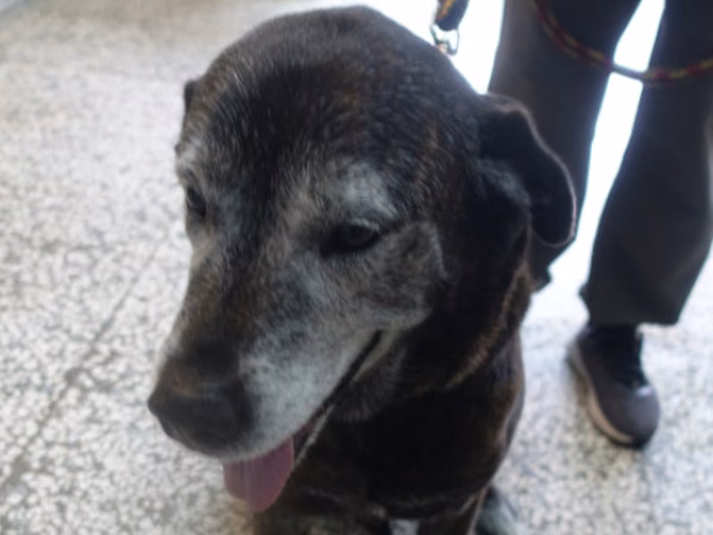Black adult male mixed-breed dog, Large, shelter no. …0415