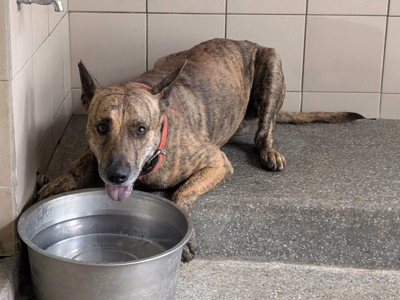 Tabby adult male mixed-breed dog, Large, shelter no. …0801