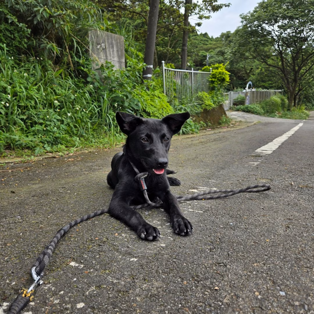 Black adult female mixed-breed dog, Medium, shelter no. …4001
