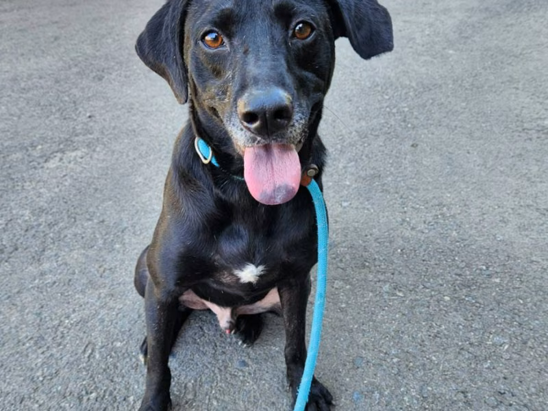 Black adult male mixed-breed dog, Medium, shelter no. …2004