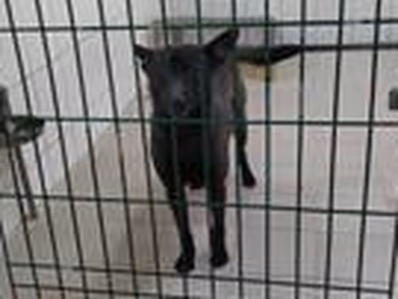 Cream adult male mixed-breed dog, Medium, shelter no. …7002