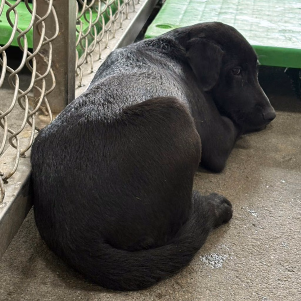 Black adult female mixed-breed dog, Medium, shelter no. …7002